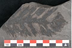 Foto (Detailansicht) von Plantae indet.  (NHMW-GEO-2024-0188-11206)